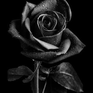 Meet your Posher, Norma noemi